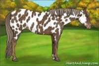 Horse Color:Chocolate Palomino Appaloosa 