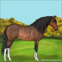 Horse Color:Bay Rabicano 