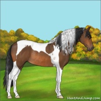 Horse Color:Bay Tobiano Rabicano 