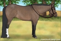 Horse Color:Brown Dun Brindle