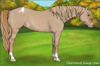Horse Color:Red Dun Appaloosa Brindle 