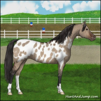 Horse Color:Brown Dun Appaloosa Brindle 