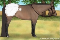 Horse Color:Brown Dun Appaloosa Brindle 