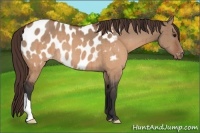 Horse Color:Brown Dun Appaloosa Brindle 