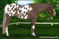 Horse Color:Liver Chestnut Mushroom Appaloosa 