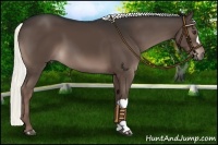 Horse Color:Liver Chestnut 