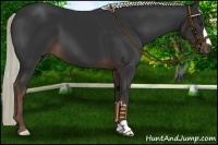 Horse Color:Liver Chestnut Mushroom 