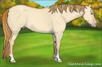 Horse Color:Gold Champagne Dun 