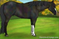 Horse Color:Midnight Grullo 
