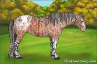 Horse Color:Brown Appaloosa  and Brown Splash Appaloosa