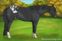 Horse Color:Black Appaloosa