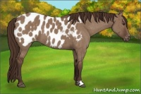 Horse Color:Liver Red Dun Appaloosa Brindle
