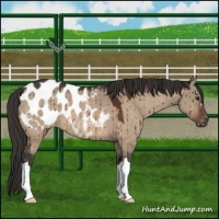 Horse Color:Bay Dun Appaloosa Brindle 