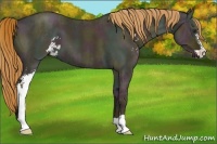 Horse Color:Midnight Red Dun Ice Sabino 