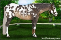 Horse Color:Silver Smoky Black Sabino Appaloosa