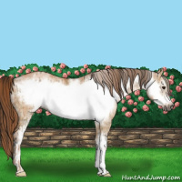 Horse Color:Gray White Spotted Buckskin Dun Frame Rabicano  and White Spotted Brown Pearl Dun Frame Brindle 