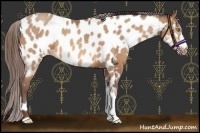 Horse Color:Amber Champagne Appaloosa  and Amber Champagne Appaloosa