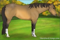 Horse Color:Buckskin 