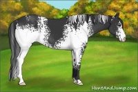 Horse Color:White Spotted Black 