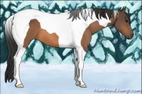 Horse Color:Buckskin Tobiano