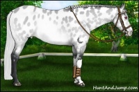 Horse Color:Silver Brown Chinchilla Near Leopard 