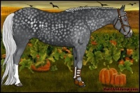 Horse Color:Silver Black Chinchilla 