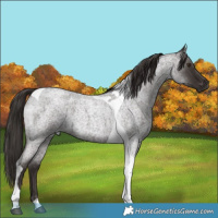 Horse Color:Liver Red Roan Tobiano 