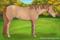 Horse Color:Gold Champagne 