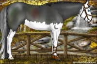 Horse Color:Black Splash