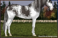 Horse Color:White Spotted Smoky Black