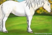 Horse Color:Cremello Dun Tobiano Appaloosa 