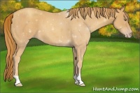 Horse Color:Gold Champagne 