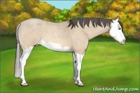 Horse Color:Amber Cream Champagne Roan Splash 