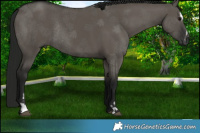 Horse Color:Gray Grullo Sabino Rabicano 