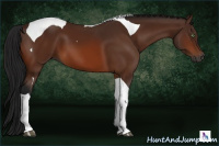 Horse Color:Gray Bay Tobiano 