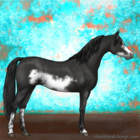 Horse Color:Gray Blue Roan Sabino Frame 