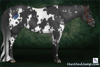 Horse Color:White Spotted Black