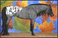 Horse Color:Blue Roan Appaloosa 