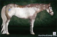 Horse Color:White Spotted Chocolate Silver Brown Sabino Frame 