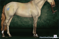 Horse Color:Liver Red Dun Sabino 