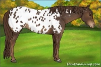 Horse Color:Liver Chestnut Appaloosa 