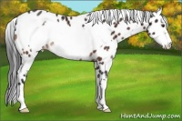 Horse Color:White Spotted Brown Frame Appaloosa Rabicano 