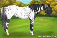 Horse Color:White Spotted Black Appaloosa Rabicano