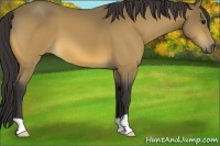 Horse Color:Buckskin 