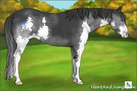 Horse Color:Black Splash