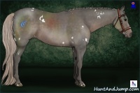 Horse Color:White Spotted Silver Black