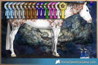 Horse Color:White Spotted Bay Sabino Splash Rabicano