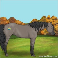 Horse Color:Grullo