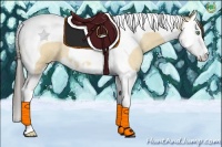 Horse Color:Amber Cream Champagne Roan Dun Splash Tobiano