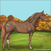 Horse Color:Red Roan 